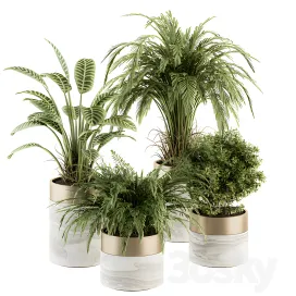 Indoor plant plant setin pot